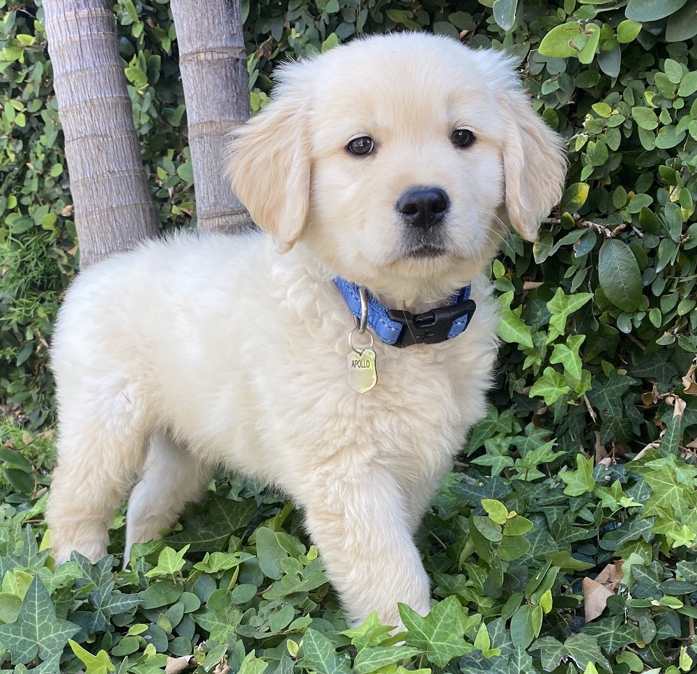 Sun Photo A00018 Apollo the Golden Retriever as a Puppy